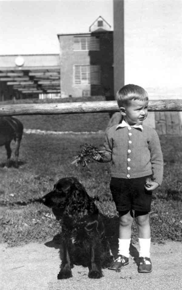 tony a cocker spaniel hiked 250 miles from illinois to michigan following his family photo u1