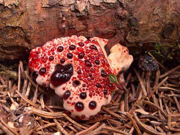 1280px hydnellum peckii2