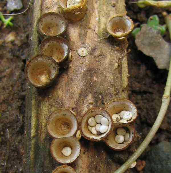 birds nest fungi context