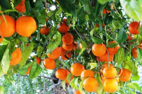 growing orange trees commercially