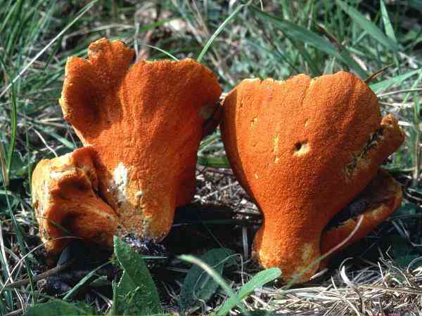 hypomyces lactifluorum on lactarius lobster mushroom