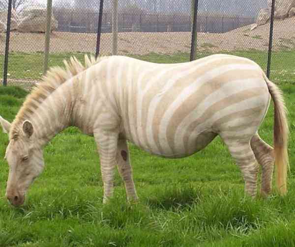 zebra