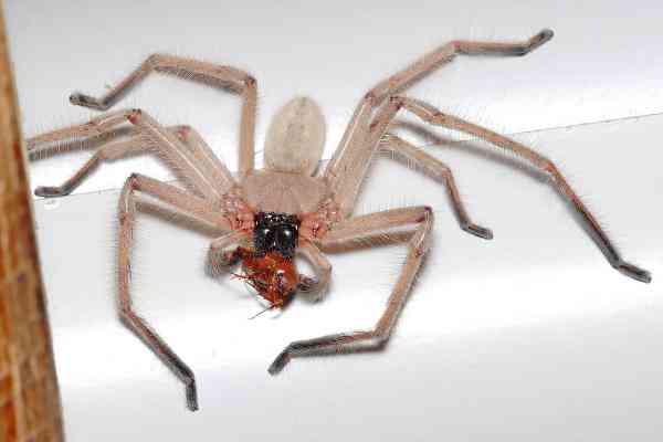 1280px huntsman spider with meal