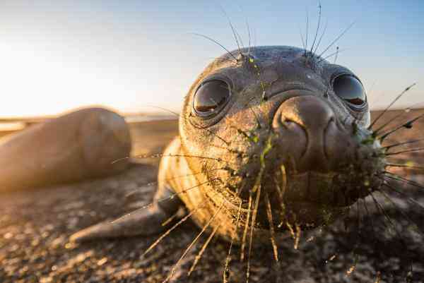 baby elephant seal falklands