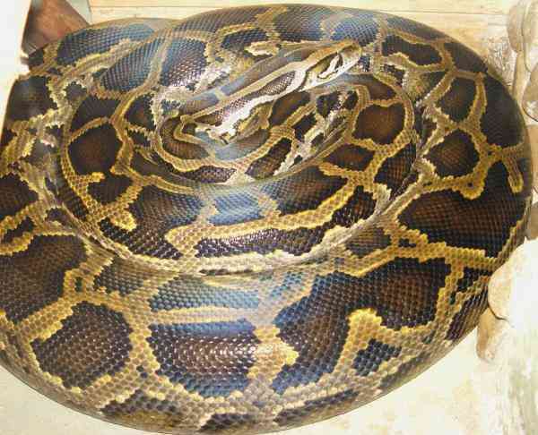 python molurus d182d0b8d0b3d180d0bed0b2d18bd0b9 d0bfd0b8d182d0bed0bd