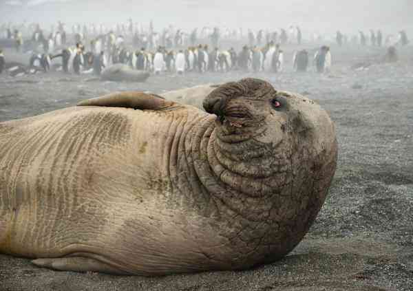 southern elephant seal male lg