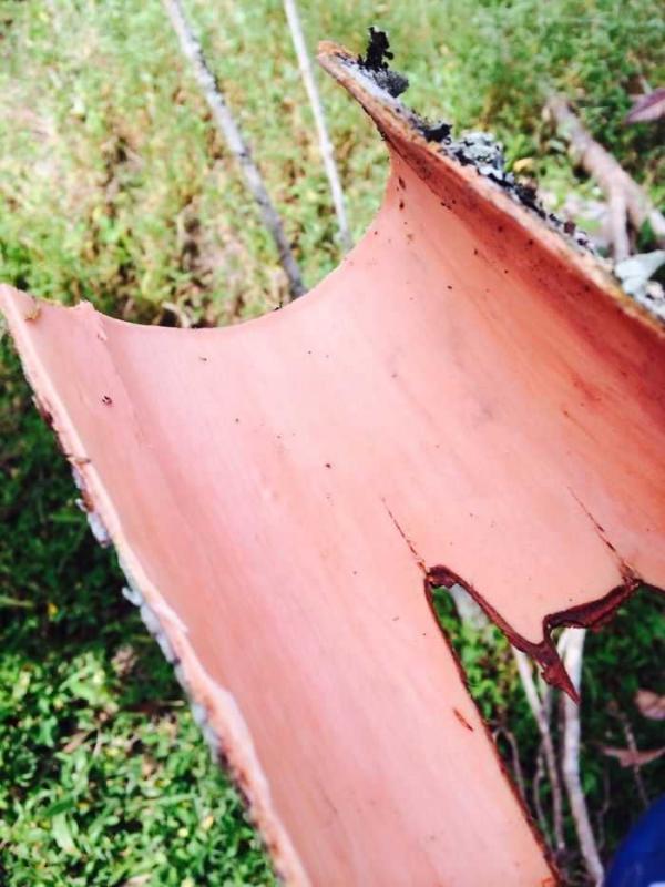 bark of a cinnamon cut freshly from a tree