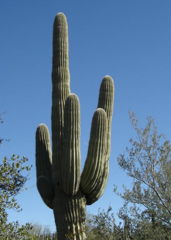 david grundman 1982 death by cactus photo u1