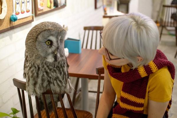 akiba fukurou owl cafe in tokyo