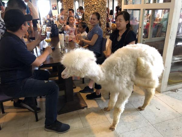 alpaca cafe in taipei