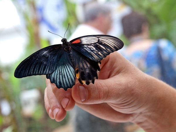 gynandromorph butterfly thumb2