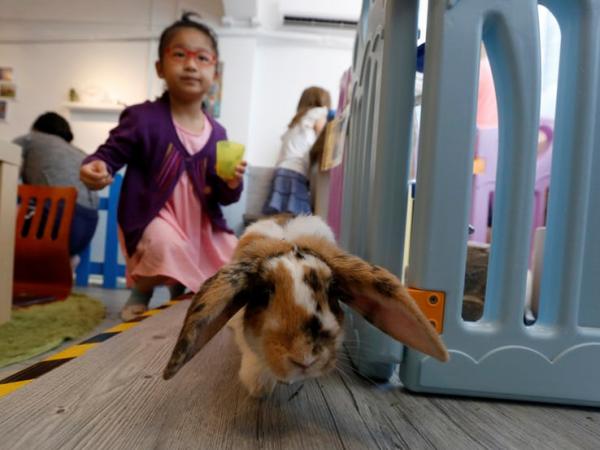 rabbitland in hong kong