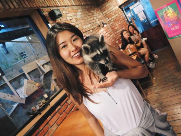 raccoon cafe in seoul south korea