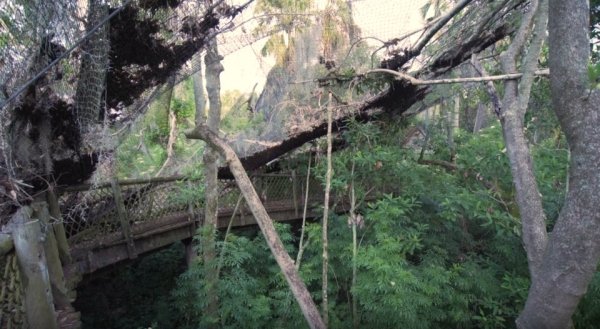 disney discovery island abandoned18