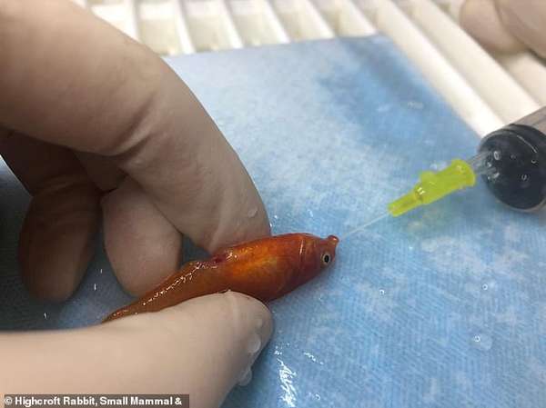 Chú cá vàng có khối u bụng trở thành động vật nhỏ nhất từng được phẫu thuật tại nước Anh