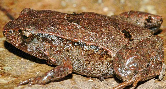 The hip pocket frog, which lives in New South Wales rainforests, may also vanish