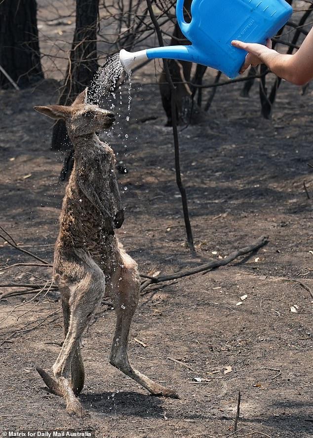 A Kangaroo is pictured being doused by a watering can as it attempts to cool down in New South Wales