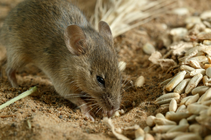 Image result for rat destroy rice