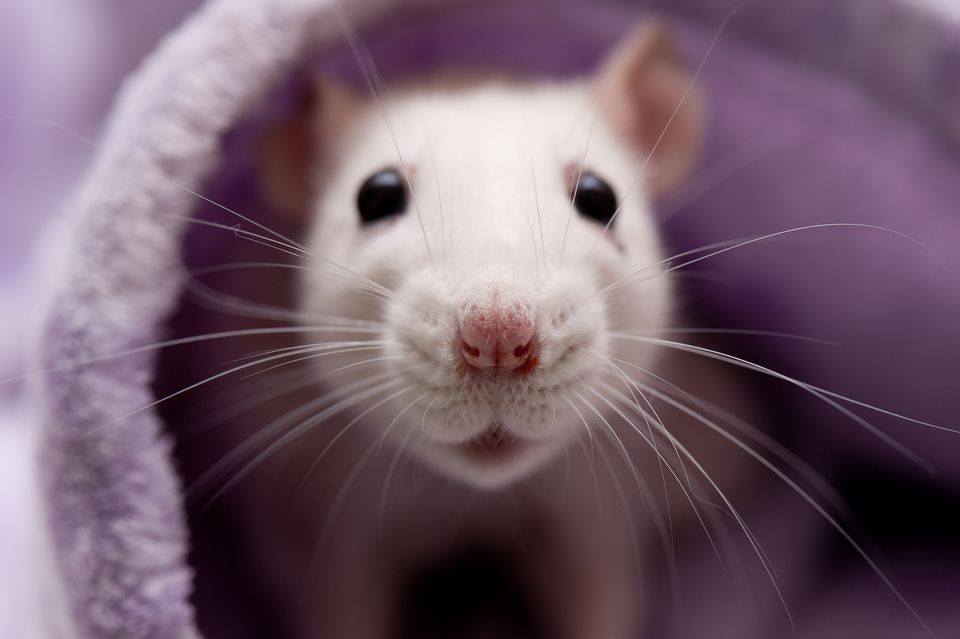Image result for white rat