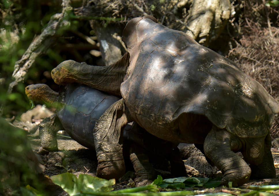 Kết quả hình ảnh cho diego tortoise