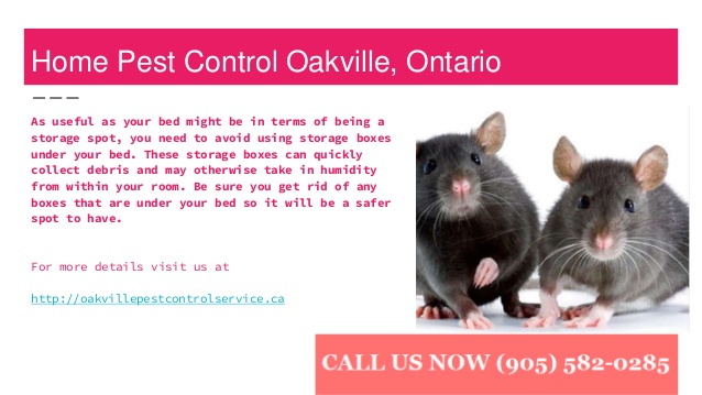 Image result for pest control services near me rat