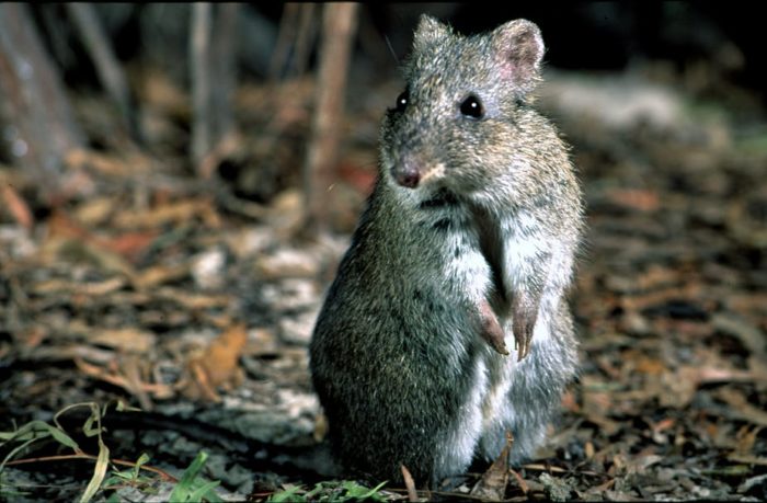 Kết quả hình ảnh cho potoroo