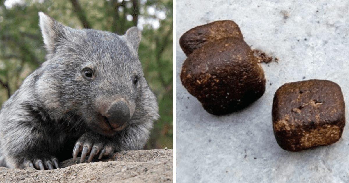 Image result for wombat feces