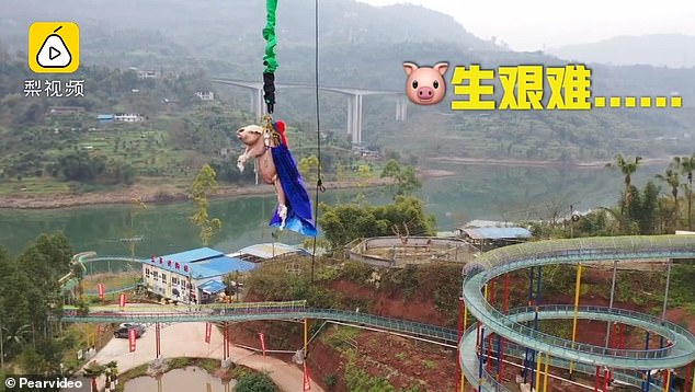 The pig dangles in midair while being attached to a rope after it was pushed down the tower
