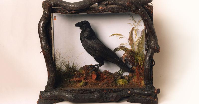 Meet the Beloved Pet Ravens of Charles Dickens | Literary Hub