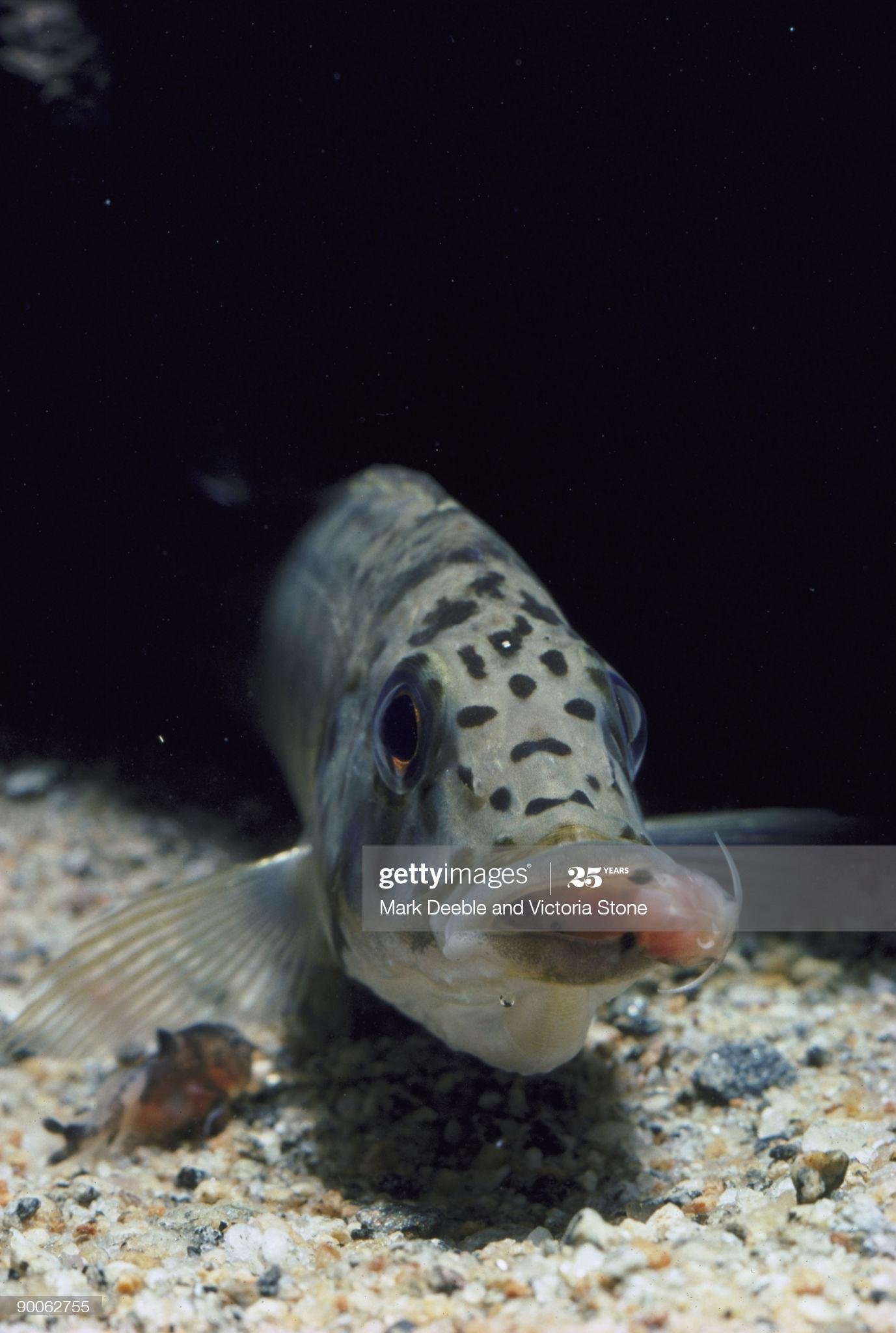 cichlid ctenochromis horei host mother to cuckoo catfish babies. tanzania : Foto de stock
