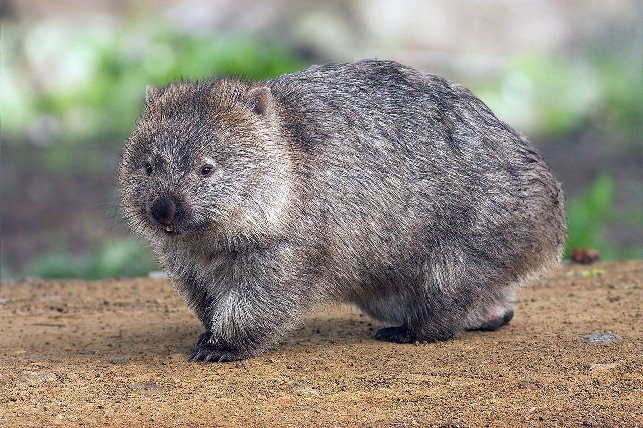 Image of the Day: Wombat Poop | The Scientist Magazine®